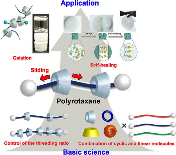 Precise synthesis of polyrotaxane and preparation of supramolecular materials based on its mobility