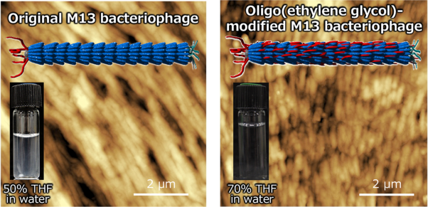 Thermally conductive molecular assembly composed of an oligo(ethylene glycol)-modified filamentous virus with improved solubility and resistance to organic solvents