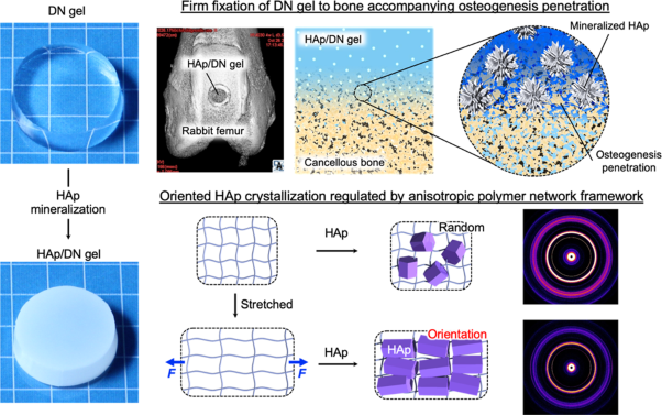 Robust hydrogel–bioceramics composite and its osteoconductive properties