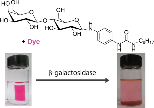 Enzyme responsive properties of amphiphilic urea supramolecular hydrogels