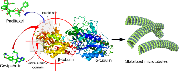 Comparison of microtubules stabilized with the anticancer drugs cevipabulin and paclitaxel