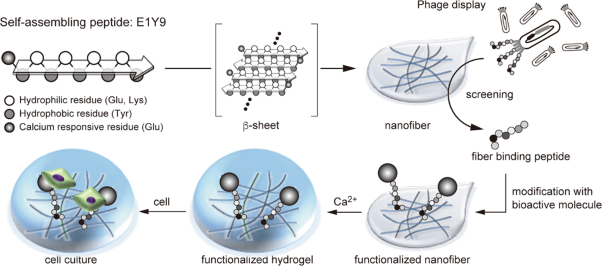 Functionalization of self-assembling peptide materials using molecular recognition of supramolecular peptide nanofibers