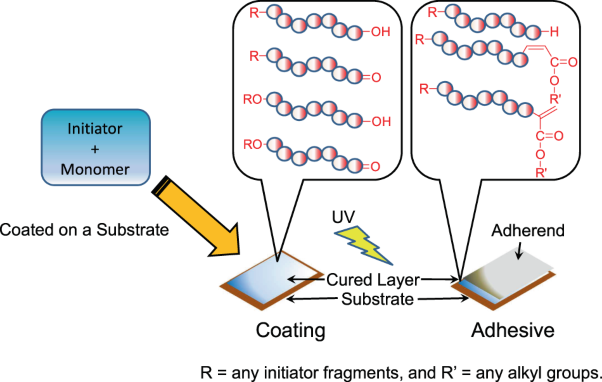 Effect of UV-curing conditions on the polymer structures: a comparison between coating and adhesive