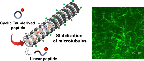 Cyclic Tau-derived peptides for stabilization of microtubules