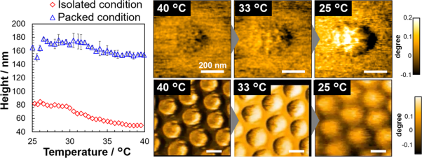 Thermoresponsive structural changes of single poly(<i>N</i>-isopropyl acrylamide) hydrogel microspheres under densely packed conditions on a solid substrate