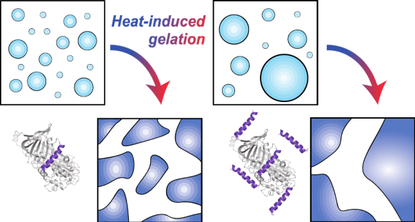 Mechanism of heat-induced gelation for ovalbumin under acidic conditions and the effect of peptides