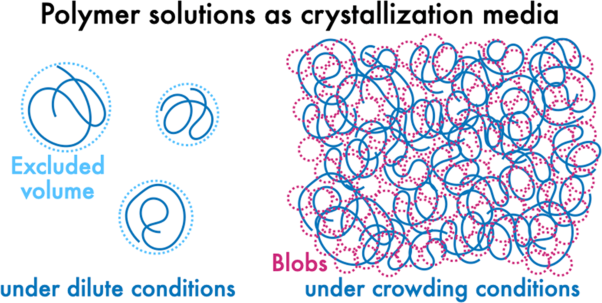 Molecular crystallization directed by polymer size and overlap under dilute and crowded macromolecular conditions