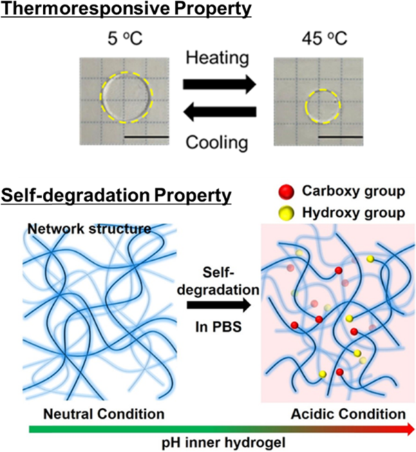 Facile preparation of 2-methylene-1,3-dioxepane-based thermoresponsive polymers and hydrogels