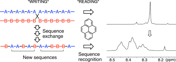 Sequence modification in copoly(ester-imide)s: a catalytic/supramolecular approach to the evolution and reading of copolymer sequence information