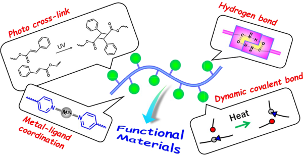 Versatile functionalization of polymeric soft materials by implanting various types of dynamic cross-links