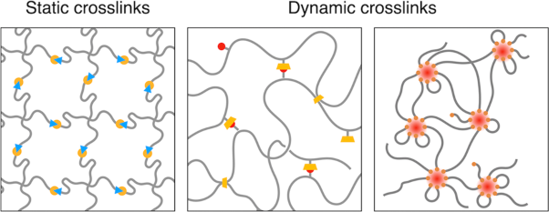 Rheological studies on polymer networks with static and dynamic crosslinks