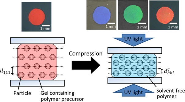 Tuning and fixing of uniform Bragg reflection color of gel-immobilized colloidal photonic crystal films