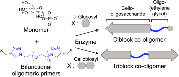 Enzyme-catalyzed propagation of cello-oligosaccharide chains from bifunctional oligomeric primers for the preparation of block co-oligomers and their crystalline assemblies