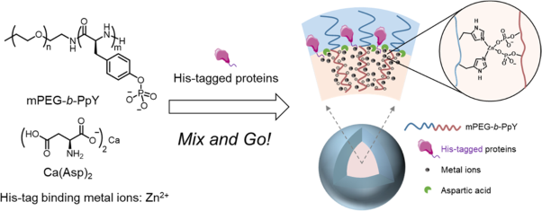 Intracellular delivery of His-tagged proteins via a hybrid organic–inorganic nanoparticle