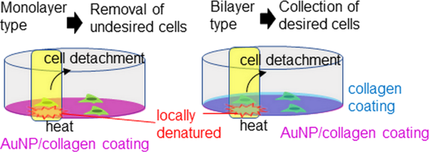 Cell detachment from monolayer- and bilayer-type gold nanoparticle-containing collagen coatings by visible laser irradiation for cell sorting applications