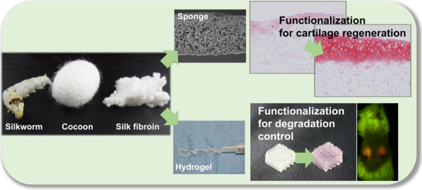 Functionalization of silk fibroin-based biomaterials for tissue engineering