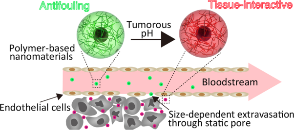 Construction of nanomaterials based on pH-responsive polymers for effective tumor delivery