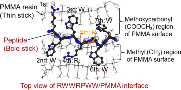 Design of peptides with strong binding affinity to poly(methyl methacrylate) resin by use of molecular simulation-based materials informatics