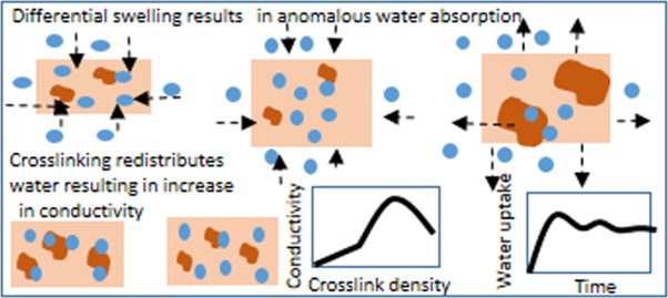 Effect of crosslink-induced heterogeneities on the transport and deformation behavior of hydrophilic ionic polymer membranes
