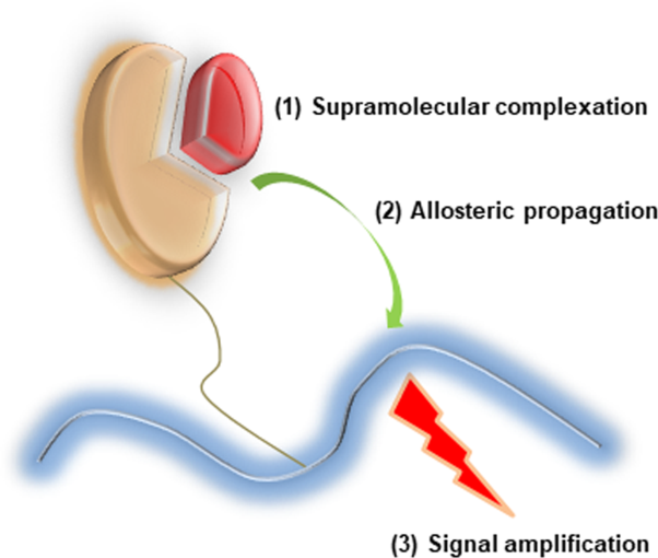 Smart polymer chemosensors: signal-amplification systems with allosterism