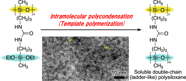 Preparation of double-chain polysiloxane by template polymerization and the coexistence of water repellency and adhesion to glass in its cast film