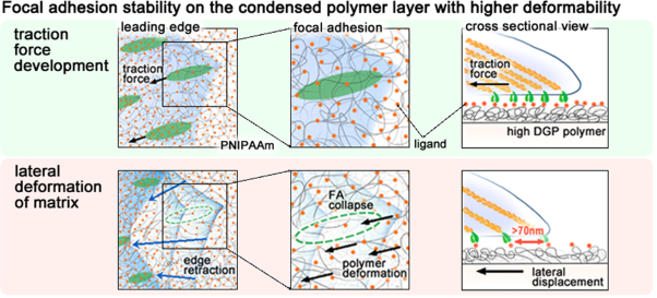 Adhesive-ligand-independent cell-shaping controlled by the lateral deformability of a condensed polymer matrix