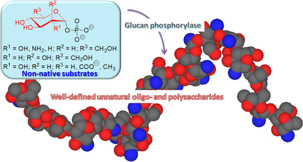 Glucan phosphorylase-catalyzed enzymatic synthesis of unnatural oligosaccharides and polysaccharides using nonnative substrates