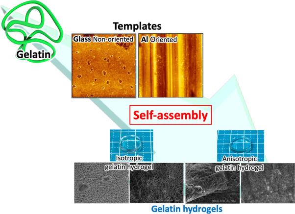 Facile fabrication of gelatin hydrogels with anisotropic gel properties via self-assembly