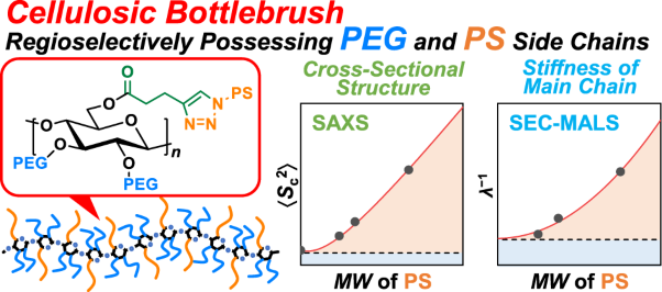 Conformational characteristics of regioselectively PEG/PS-grafted cellulosic bottlebrushes in solution: cross-sectional structure and main-chain stiffness