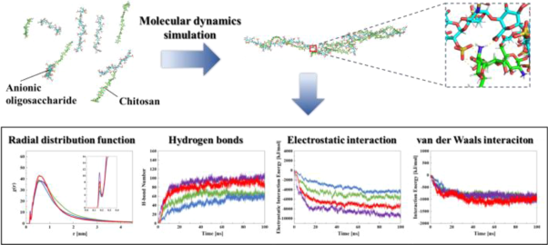 Analysis of the formation mechanism of polyion complexes of polysaccharides by molecular dynamics simulation with oligosaccharides