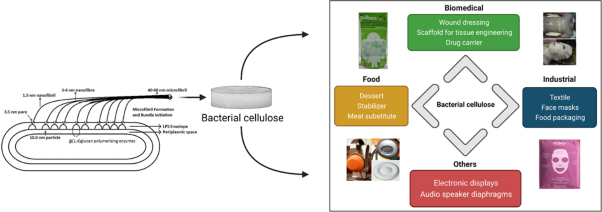 Bacterial cellulose production, functionalization, and development of hybrid materials using synthetic biology