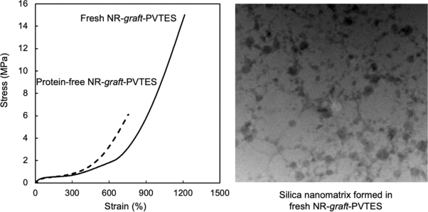 Effect of naturally occurring proteins on graft copolymerization of vinyltriethoxysilane on natural rubber