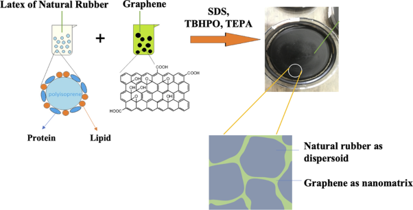 Graphene matrix formation in a natural rubber dispersoid
