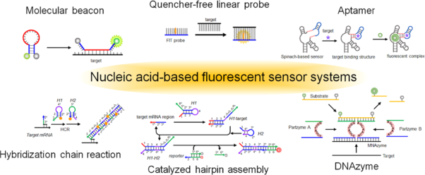 Nucleic acid-based fluorescent sensor systems: a review