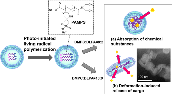 Preparation of a deformable nanocapsule by living radical polymerization in a liposome