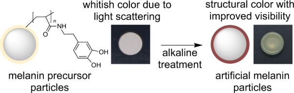 External stimulus control of structural color visibility using colloidal particles covered with a catecholic polymer shell layer