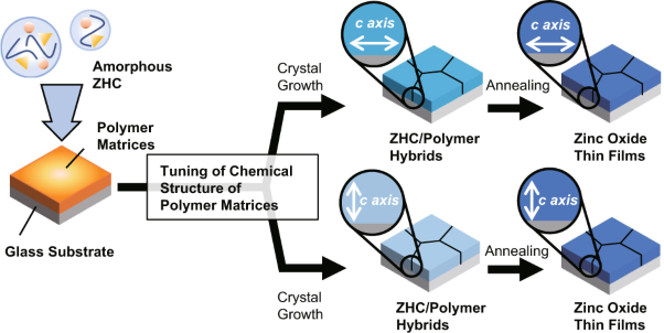Bioinspired macromolecular templates for crystallographic orientation control of ZnO thin films through zinc hydroxide carbonate