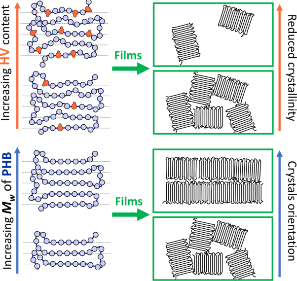 A comprehensive study of the structure and piezoelectric response of biodegradable polyhydroxybutyrate-based films for tissue engineering applications