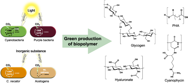 Microbial autotrophic biorefineries: Perspectives for biopolymer production