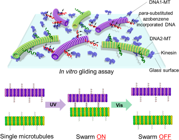 Kinesin motors driven microtubule swarming triggered by UV light