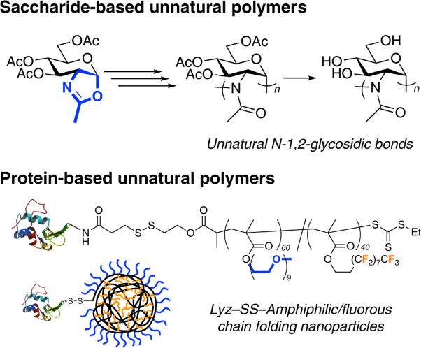 Unnatural biopolymers of saccharides and proteins conjugated with poly(2-oxazoline) and methacrylate-based polymers: from polymer design to bioapplication