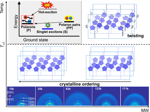 Crystalline structure, molecular motion and photocarrier formation in thin films of monodisperse poly(3-hexylthiophene) with various molecular weights