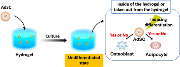 Loss of multipotency in adipose-derived stem cells after culture in temperature-responsive injectable polymer hydrogels
