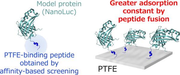 Identification of peptides as a molecular glue for polytetrafluoroethylene
