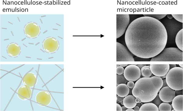 Effect of nanocellulose length on emulsion stabilization and microparticle synthesis