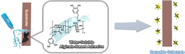Water-soluble alginate–based adhesive: catechol modification and adhesion properties