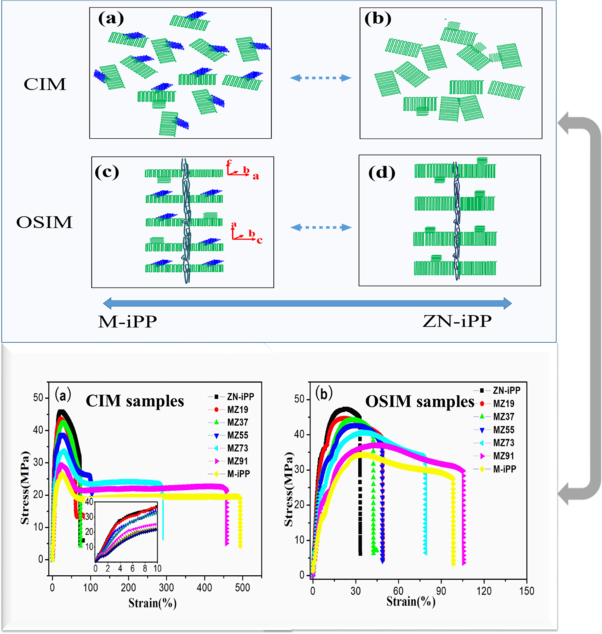 Tailoring the mechanical properties of binary polypropylene blends with polymorphic and oriented hierarchical structures