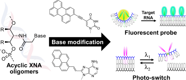 Functionalization of acyclic xenonucleic acid with modified nucleobases