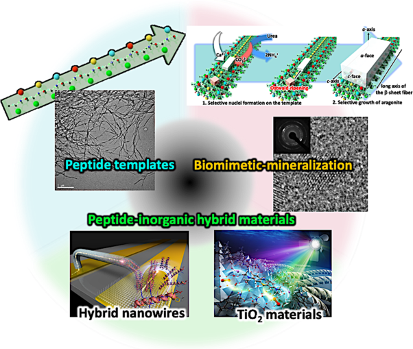 Development of peptide–inorganic hybrid materials based on biomineralization and their functional design based on structural controls