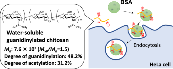 Water-soluble guanidinylated chitosan: a candidate material for protein delivery systems